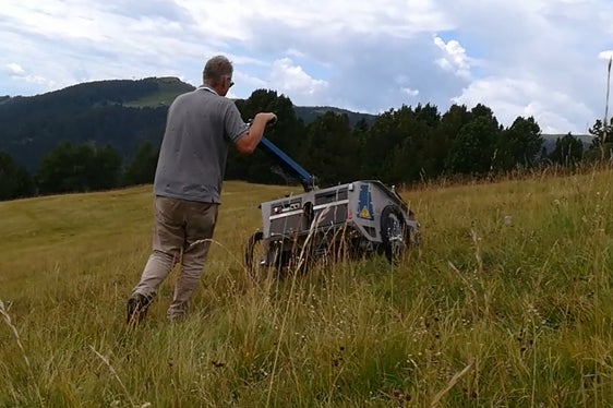 Beerntet wird mit einem speziellen Gerät, das die reifen Samen von den Blütenständen abstreift (Archiv Amt für Natur, Foto Mauro Tomasi).