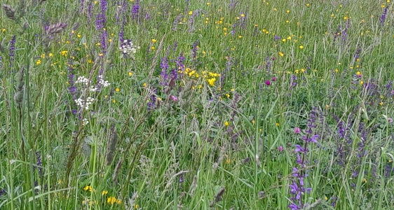 Prati di montagna ricchi di specie