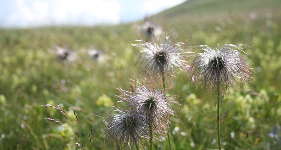 Autochthones Saatgut und biogeographische Zonen