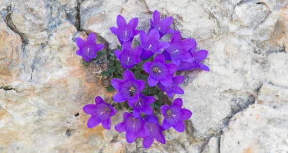 Cercasi campanula di Moretti