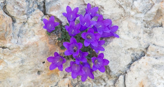 Moretti-Glockenblume gesucht