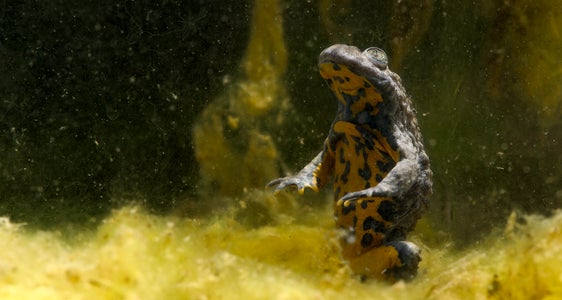 Cercasi ululone dal ventre giallo