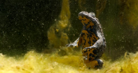 Gelbbauchunke gesucht