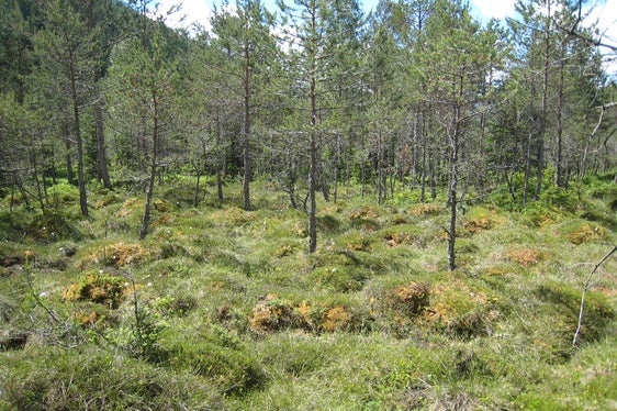 Biotopo Rasner Möser, passagio dalla torbiera alta al bosco di torbiera (Archivio Ufficio Natura, Foto Ulirike Gamper, 2008)