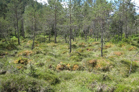 Biotop Rasner Möser, Übergang vom Hochmoor zum Moorwald (Archiv Amt für Natur, Foto Ulrike Gamper, 2008)