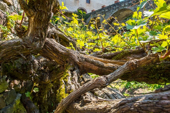 Monumento naturale Vite presso Castel Katzenzungen, Tesimo (Archivio Ufficio Natura, Foto Othmar Seehauser, 2016)