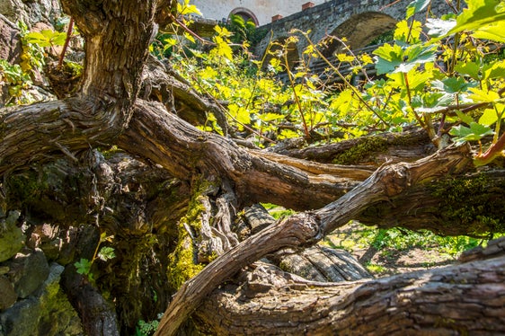 Naturdenkmal Rebe bei Schloss Katzenzungen, Tisens (Archiv Amt für Natur, Foto Othmar Seehauser, 2016)