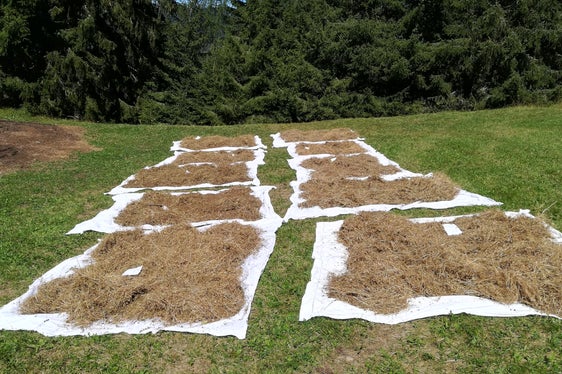 Zum Trocknen ausgelegtes Saatgut (Archiv Amt für Natur, Foto Mauro Tomasi)