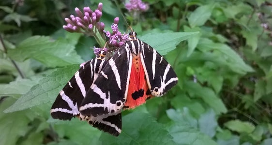 Cercasi falena tigre