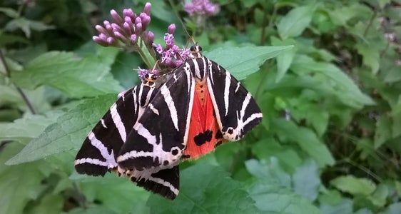 Russischer Bär gesucht