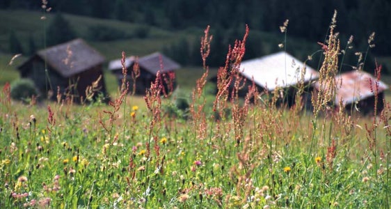Rasen und Wiesen trocken-frisch