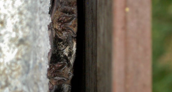 Mopsfledermaus gesucht