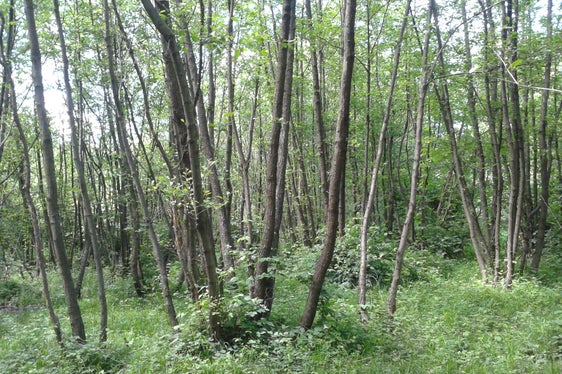 Auwald, Schludernser Au (Archiv Amt für Natur, Foto Martin Mair, 2016)