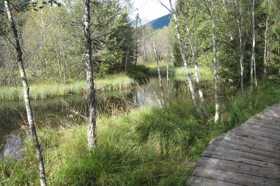 Sentiero natura Rasner Möser (Archivio Ufficio Natura, Foto Konrad Stockner, 2009)
