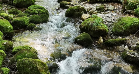 Valutazione di Incidenza