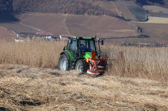 Sfalcio del canneto nel biotopo lago di Caldaro (n. 2 / Archivio Ufficio Natura, 2002)