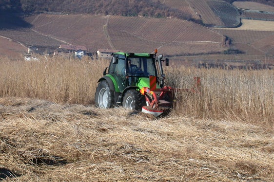 Schilfmahd im Biotop Kalterer See (Nr. 2 / Archiv Amt für Natur, 2002)