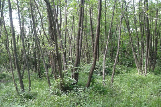 Biotopo Ontaneto di Sluderno (Archivio Ufficio Natura, Foto Martin Mair, 2016)