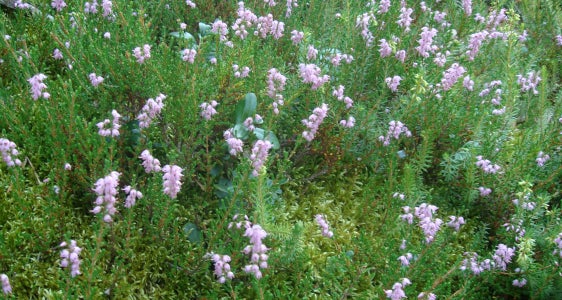 Krautsäume, Hochstauden, Gebüsche, Zwergsträucher