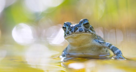 Amphibien und Reptilien