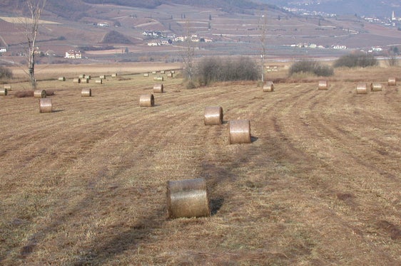 Sfalcio del canneto nel biotopo lago di Caldaro (Archivio Ufficio Natura, 2002)