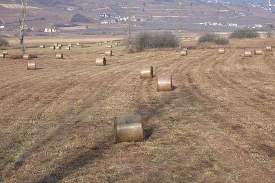 Schilfmahd im Biotop Kalterer See (Archiv Amt für Natur, 2002)
