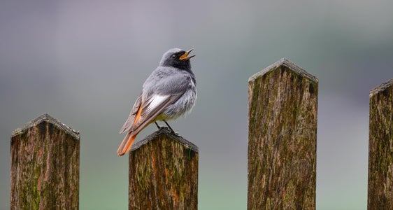 2025-11 | Vogelschonende Glasbauweise