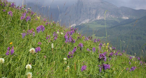 Beiträge, Förderungen und Pflegeprämien