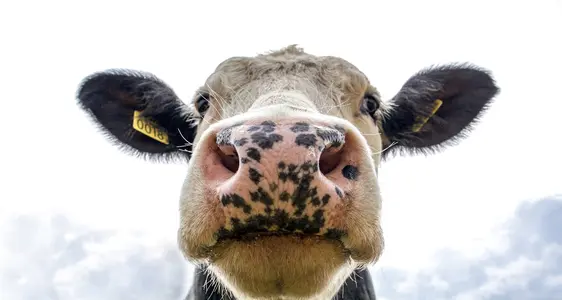 Domanda Unica PSP 2023-2027