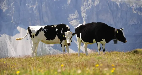 Flächen-Tier Maßnahmen