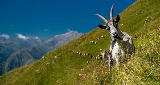 Interventi e misure Superfici-Animali