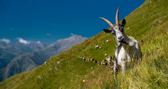 Flächen-Tier Interventionen und Maßnahmen