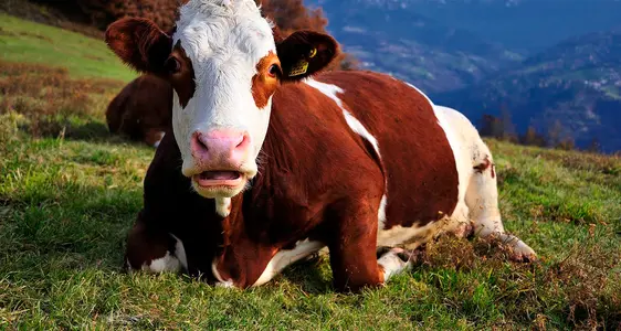 Misure Superfici-Animali