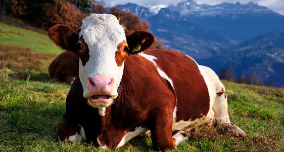 Flächen-Tier-Maßnahmen