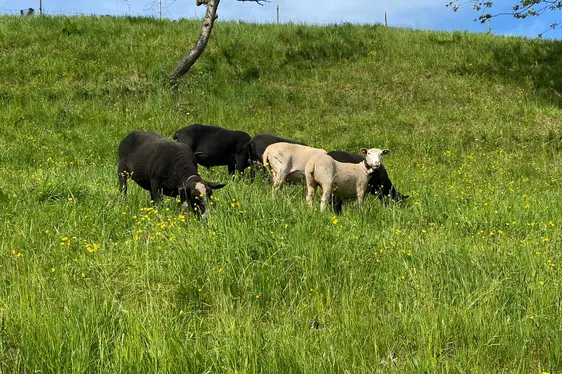 Schafe auf der Weide