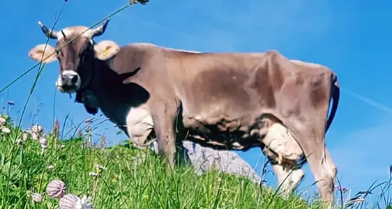 Milchkühe und Milchbüffel