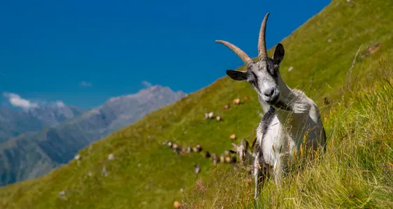 Flächen-Tier Interventionen