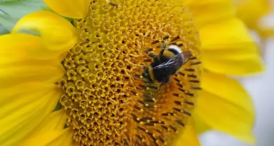 Gemeinsame Organisation der Agrarmärkte (OCM)
