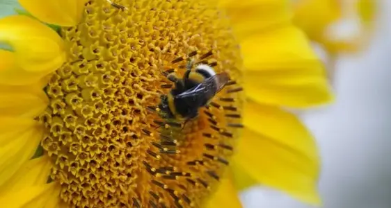 Gemeinsame Organisation der Agrarmärkte (OCM)