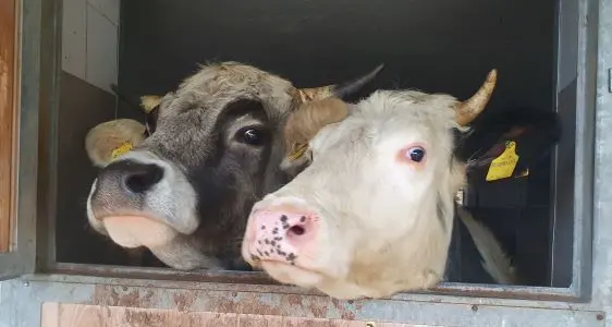 Öko-Regelung 1 - Tierwohl und Verringerung der antimikrobiellen Resistenz