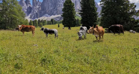 Interventi Superfici-Animali