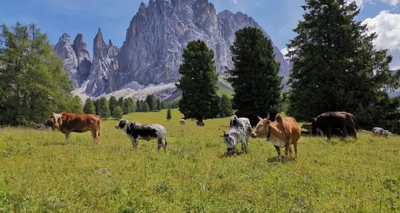 Flächen-Tier Interventionen und Maßnahmen