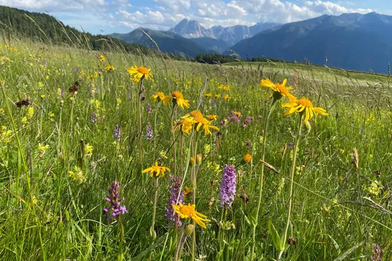 Prato alpino ricco di fiori