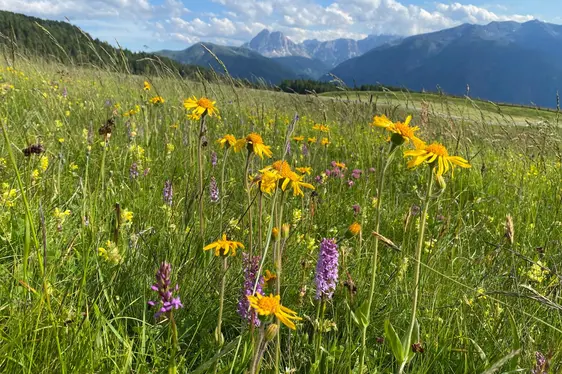 Blumenreiche Almwiese