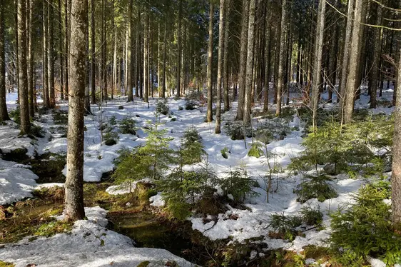Foresta di conifere in inverno