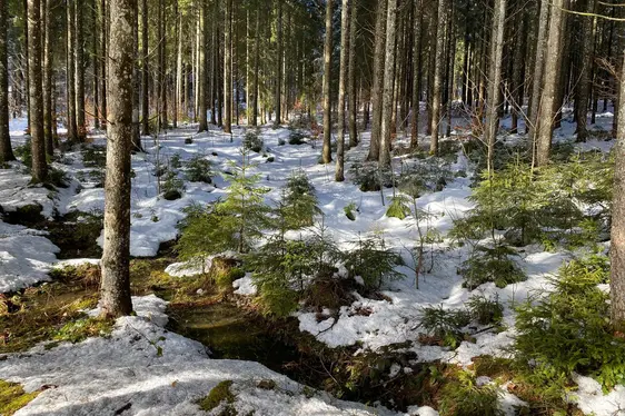 Nadelwald im Winter
