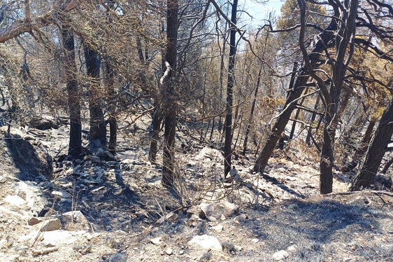 Sonnenberg, 2025 (Foto: LFV/Landesfeuerwehrverband)