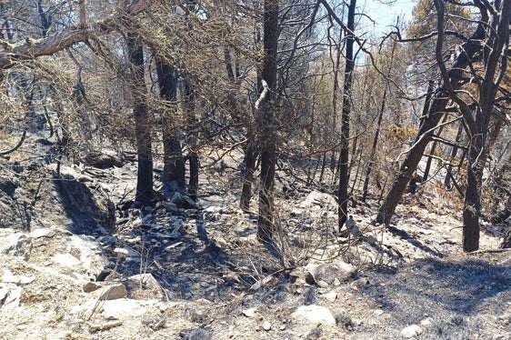 Monte Sole, Laces, 2025 (Foto: USP/Unione Provinciale dei Corpi dei Vigili del Fuoco Volontari)