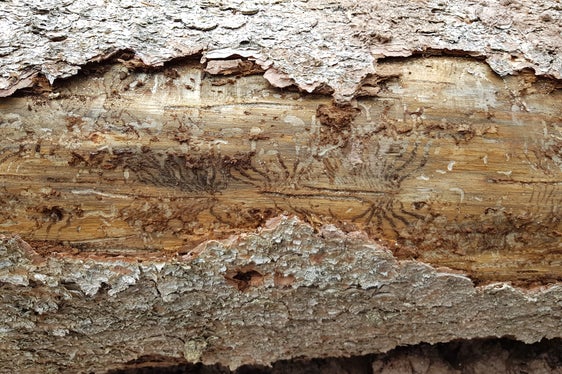 Gallerie create dal bostrico