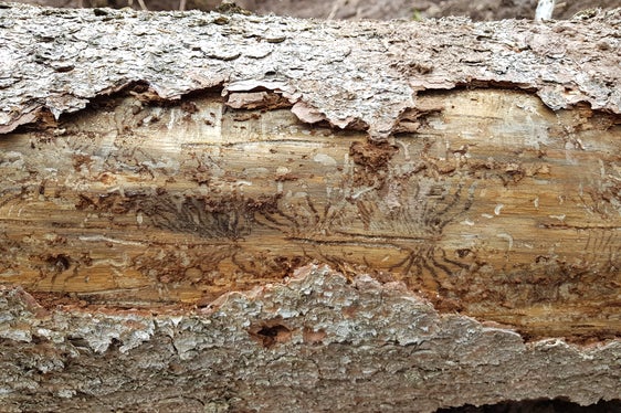 Gallerie create dal bostrico